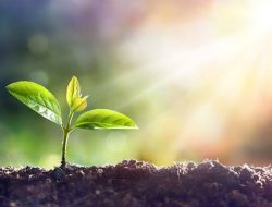 Fotosintesis, Mesin Alami yang Menyediakan Oksigen untuk Kita Semua