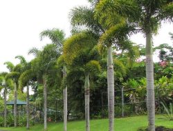 Pohon Palem: Ikon Tropis yang Lebih dari Sekadar Hiasan Pantai