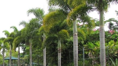 Pohon Palem: Ikon Tropis yang Lebih dari Sekadar Hiasan Pantai