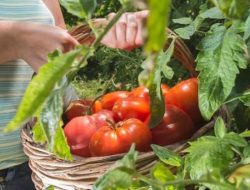 Cara Menanam Tomat di Rumah agar Panen Melimpah
