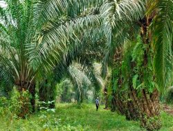 Kebun Sawit Tak Berizin Diduga Masuk Kawasan Hutan Cigobang Cirebon, Ancaman Lingkungan Mengintai
